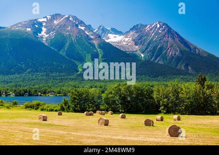 Grosses balles rondes de foin dans les champs de ferme; lac Kathlyn; Hazelton Mountains; Smithers; Colombie-Britannique; Canada Banque D'Images