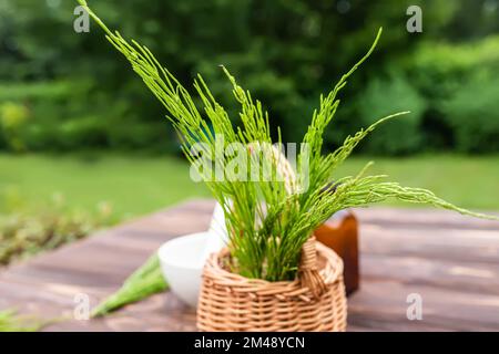 Pousses de raiilles fraîches dans un panier sur fond de jardin Banque D'Images