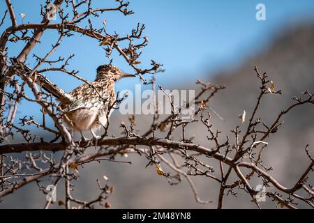 Un adorable oiseau de grand roadrunner perché sur un arbre par temps ensoleillé Banque D'Images