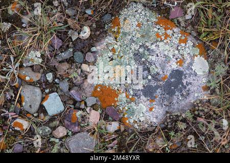 Plusieurs espèces différentes de lichens qui poussent sur une roche dans les contreforts des Rocheuses, parc national des Lacs-Waterton, Alberta, Canada Banque D'Images