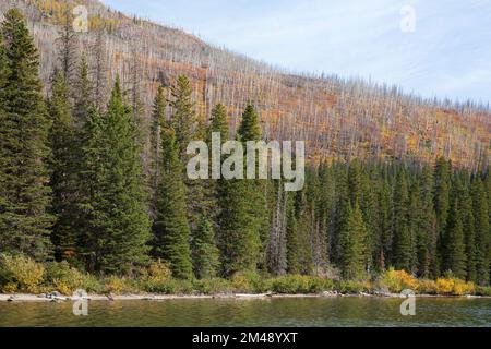 Les conifères le long de la rive du lac Cameron ont survécu au feu de forêt de Kenow, tandis que la pente ascendante de la forêt, plus loin du bord de l'eau, a brûlé. Banque D'Images