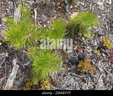 Semis de pin tordu poussant dans un sol rocheux sur le sol forestier. Régénération 5 ans après la combustion de la région à Kenow, au Canada. Pinus contorta Banque D'Images
