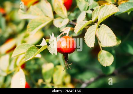 Baies rouges mûres médicinales de rosehip dans le parc d'automne. Banque D'Images