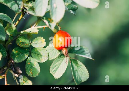 Baies rouges mûres médicinales de rosehip dans le parc d'automne. Banque D'Images