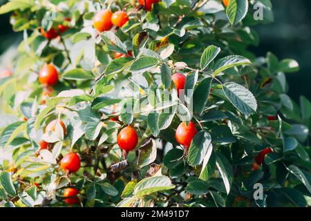 Baies rouges mûres médicinales de rosehip dans le parc d'automne. Banque D'Images