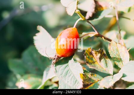 Baies rouges mûres médicinales de rosehip dans le parc d'automne. Banque D'Images