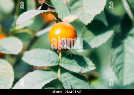 Baies rouges mûres médicinales de rosehip dans le parc d'automne. Banque D'Images