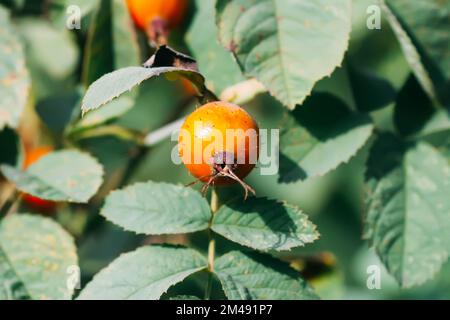 Baies rouges mûres médicinales de rosehip dans le parc d'automne. Banque D'Images