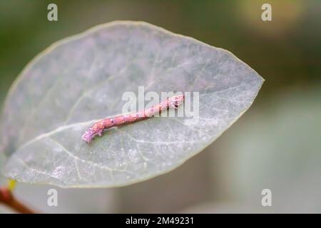 Collez l'insecte sur la feuille verte en gros plan. Banque D'Images