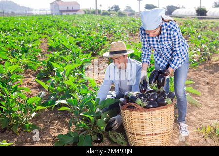 Couple de jeunes agriculteurs récoltant des aubergines mûres Banque D'Images