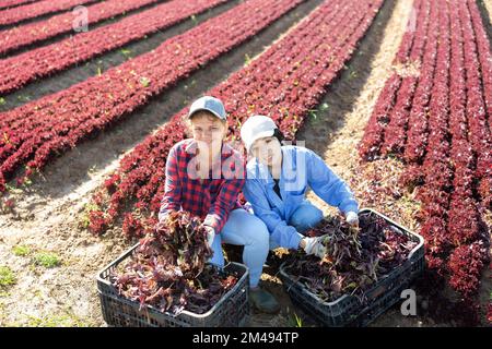 Femmes horticultrices avec des caisses de laitue rouge sur la plantation Banque D'Images