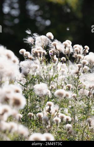 Les fleurs de Thhistle rampant (Cirsium arvense) forme une masse molle de graines de tête de semence libérant des graines dans la brise Banque D'Images