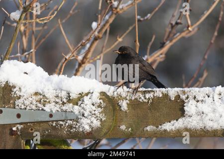 Un oiseau noir mâle (Turdus Merula) perché sur une porte en bois enneigée au soleil Banque D'Images