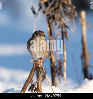 Un Dunnock, ou Bruant de haies, (Prunella Modularis) perché sur une tige de lupin séchée baignée de soleil d'hiver Banque D'Images