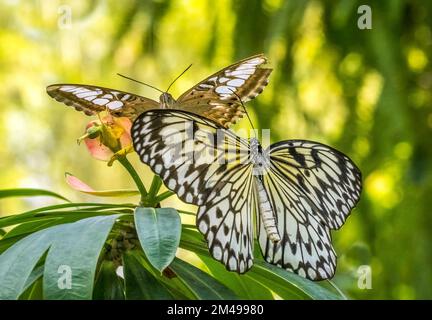 Gros plan du cerf-volant de papier, papier de riz ou grand arbre papillon idée leuconoe nymphe Banque D'Images