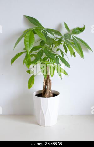 Un arbre de l'argent dans un pot blanc et sur un fond blanc pour un look moderne dans le jardinage et la décoration à la maison. Banque D'Images