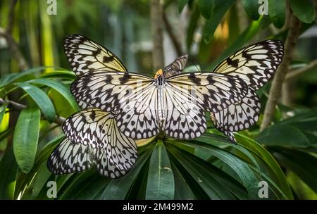 Gros plan d'un groupe de papier cerf-volant, papier de riz ou grand arbre nymphe papillons idée leuconoe Banque D'Images