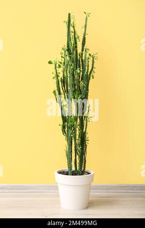 Cactus verts sur sol gris près du mur jaune Banque D'Images