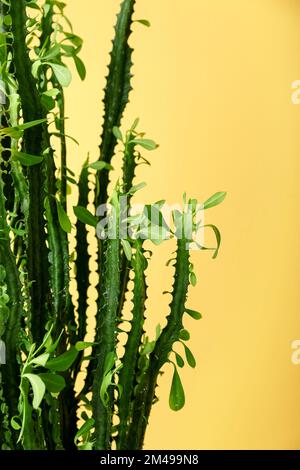 Cactus vert près du mur jaune, gros plan Banque D'Images