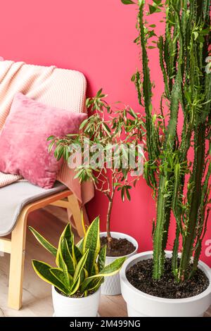 Différentes plantes de maison près de fauteuil, à proximité Banque D'Images