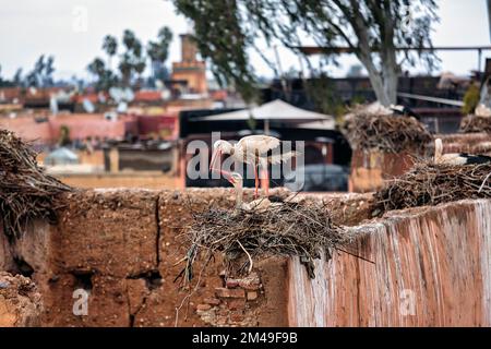 Deux cicontres blancs (Ciconia ciconia), saluent ensemble dans le nid sur les ruines, Palais el-Badi, Marrakech, Maroc Banque D'Images