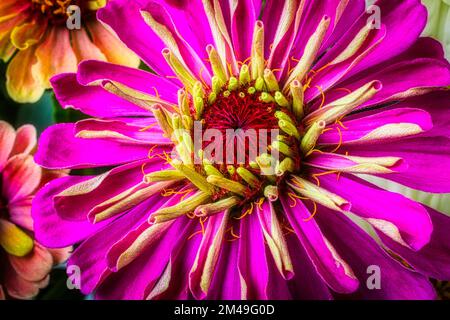 Gros plan Pink Zinnia Banque D'Images