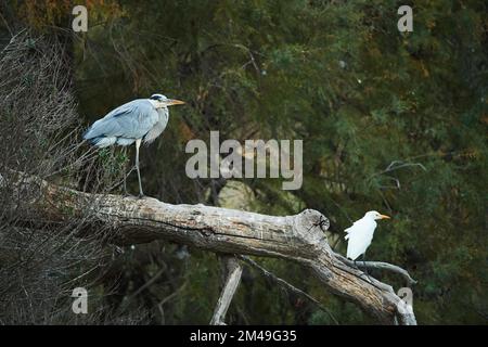 Héron gris (Ardea cinerea) et Egret de bétail (Bubulcus ibis) debout sur arbre, Parc naturel régional de Camargue, France Banque D'Images