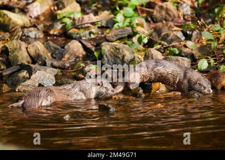 Deux loutres eurasiens (Lutra lutra) sur la rive d'un petit lac dans la forêt bavaroise, Bavière, Allemagne Banque D'Images