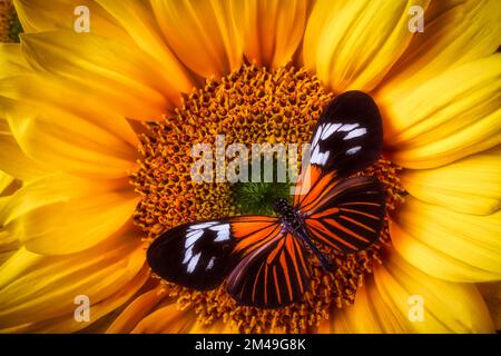 Ailes larges sur tournesol Banque D'Images