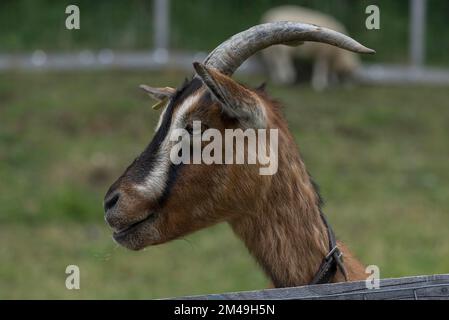 Portrait d'une chèvre (Capra), Allgaeu, Bavière, Allemagne Banque D'Images