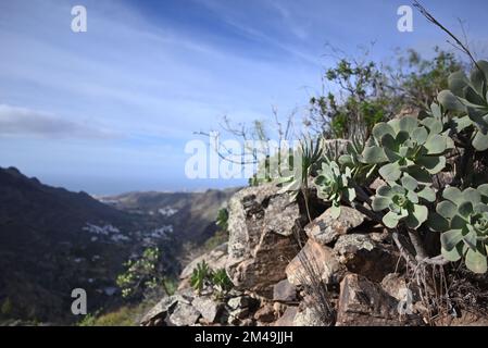 Une région montagneuse avec des plantes succulentes sous la lumière du soleil Banque D'Images