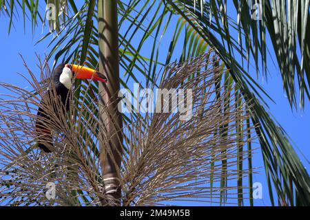 Ramphastos toco, ou Toucans, sur un palmier Jussara, Euterpe edulis, au Brésil. Banque D'Images