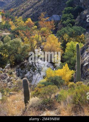 Les couleurs d'automne atteignent le canyon Sabino dans les montagnes de Santa Catalina, Tucson, Arizona Banque D'Images