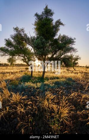 Coucher de soleil derrière deux arbres de brousse sur le grand Bush avec lumière en fin d'après-midi mettant en valeur l'herbe du Sprar indigène. Aocation, nord-ouest de Victoria, Australie Banque D'Images