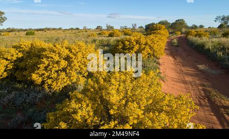 Scène typique du printemps dans toute l'Australie méridionale. Buissons de Cassia en pleine floraison. En plus des arbres larvés, Cassia fait souvent tourner le paysage du printemps vers Banque D'Images