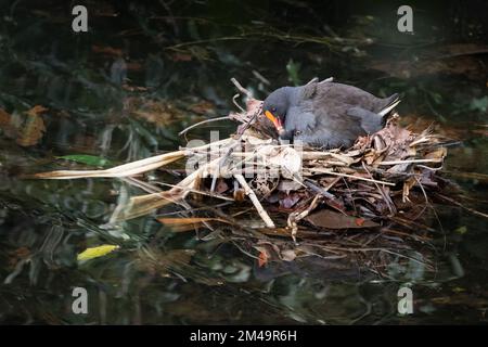 Une moorhen et un poussin adultes au crépuscule présentant des comportements de nidification dans le sanctuaire d'oiseaux et de nature de Macintosh Park à Surfers Paradise, Queensland, Australie. Banque D'Images