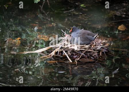Une moorhen et un poussin adultes au crépuscule présentant des comportements de nidification dans le sanctuaire d'oiseaux et de nature de Macintosh Park à Surfers Paradise, Queensland, Australie. Banque D'Images