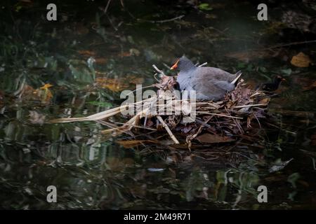 Une moorhen et un poussin adultes au crépuscule présentant des comportements de nidification dans le sanctuaire d'oiseaux et de nature de Macintosh Park à Surfers Paradise, Queensland, Australie. Banque D'Images
