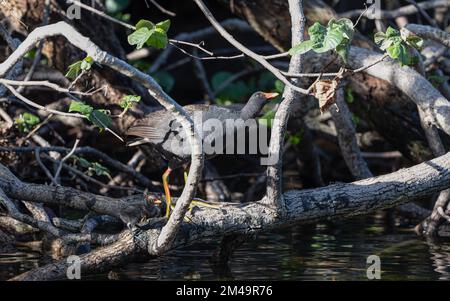 Une moorhen et un poussin adultes au crépuscule présentant des comportements de nidification dans le sanctuaire d'oiseaux et de nature de Macintosh Park à Surfers Paradise, Queensland, Australie. Banque D'Images