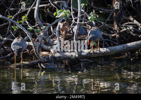 Quatre adultes de Dusky moorhen et poussins présentant des comportements de nidification dans le sanctuaire de la nature et des oiseaux de Macintosh Park à Surfers Paradise, Queensland, Australie. Banque D'Images