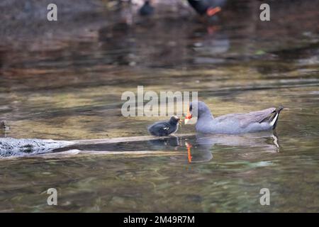 Une moorhen dusky adulte nourrit sa poussin sur une bûche dans le lac à la réserve naturelle et ornithologique de Macintosh Park à Surfers Paradise, Queensland, Australie. Banque D'Images