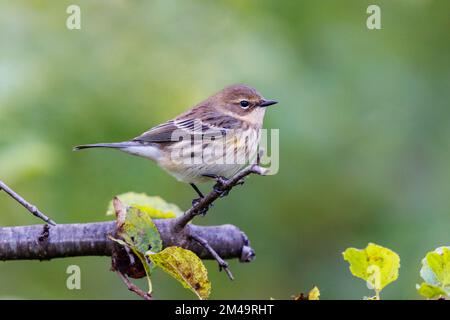 Verrumeuse jaune perchée sur un arbre Banque D'Images