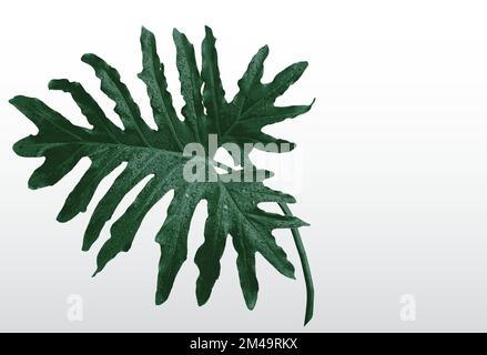 grandes feuilles tropicales vertes de philodendron sur fond noir Illustration de Vecteur