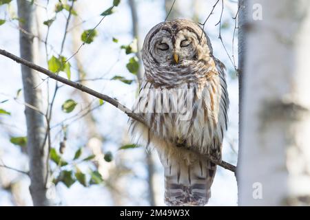 Hibou barré (Strix Varia) sur une branche avec les yeux fermés Banque D'Images