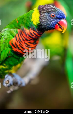 L'image de gros plan du Lorikeet de la noix de coco (Trichoglossus haematodus). Il s'agit d'un perroquet de la famille des Psittaculidae. La facture est orange-rouge. Banque D'Images