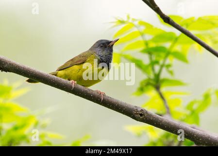 Un portrait horizontal d'une Paruline mounante - Geothlyphes philadelphie - sur une branche avec un feuillage de fond vert, Ontario, Canada Banque D'Images