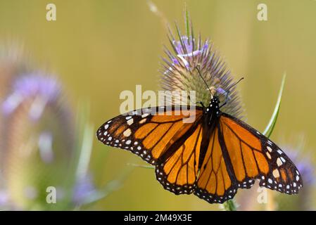 Un monarque papillon - Danaus plexippus - allights sur une fleur de teesel avec des ailes étalées ouvertes. Banque D'Images