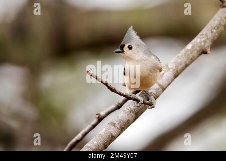 Un gros plan de Titmouse touffeté perchée sur la branche sur un arrière-plan flou Banque D'Images