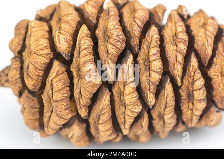 Cône de séquoia géant (Sequoiadendron giganteum) isolé sur fond blanc. Banque D'Images