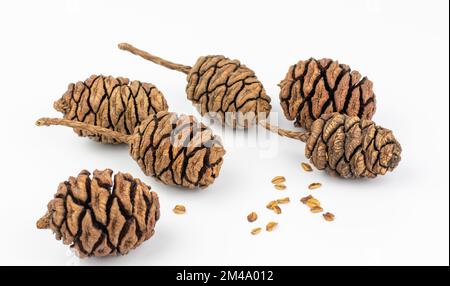 Cônes de séquoia géant (Sequoiadendron giganteum) isolés sur fond blanc. Banque D'Images